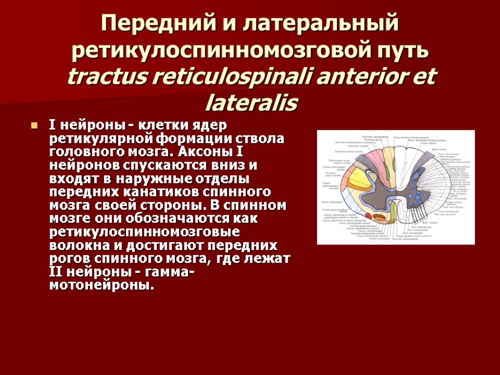 Передний и латеральный ретикулоспинномозговой путь tractus reticulospinali anterior et lateralis I нейроны - клетки